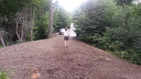 Wild Turkey's Roost