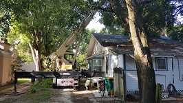Backyard Tree Removal Crane In Place