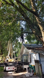 Backyard Tree Removal Getting Rigger In Place