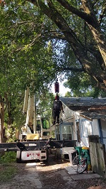Backyard Tree Removal Getting Rigger In Place