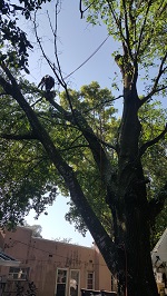 Backyard Tree Removal Rigging And Removing More Branches