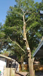 Backyard Tree Removal Rigging And Removing More Branches
