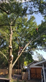 Backyard Tree Removal Rigging And Removing More Branches