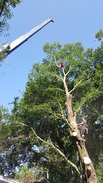 Backyard Tree Removal Final Cuts On First Tree