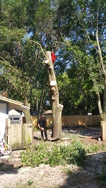 Backyard Tree Removal Final Cuts On First Tree