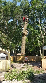 Backyard Tree Removal Final Cuts On First Tree