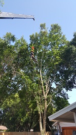 Backyard Tree Removal Rigging And Removing Second Tree