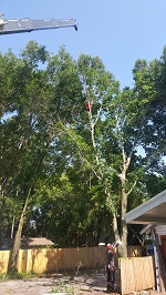 Backyard Tree Removal Rigging And Removing Second Tree