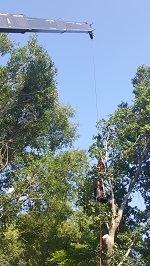 Backyard Tree Removal Rigging And Removing Second Tree