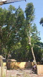 Backyard Tree Removal Rigging And Removing Second Tree