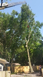 Backyard Tree Removal Rigging And Removing Second Tree