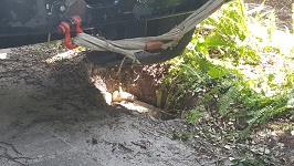 Backyard Tree Removal Filling Well Crane Found