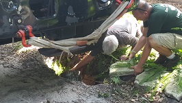 Backyard Tree Removal Filling Well Crane Found