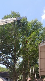 Backyard Tree Removal Rigging And Removing Third Tree