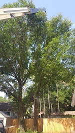 Backyard Tree Removal Rigging And Removing Third Tree