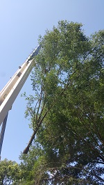 Backyard Tree Removal Rigging And Removing Third Tree