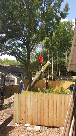 Backyard Tree Removal Rigging And Removing Third Tree