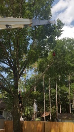 Backyard Tree Removal Rigging And Removing Those Branches