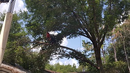 Backyard Tree Removal Rigging And Removing Those Branches